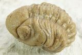 Kainops Trilobite - Black Cat Mountain, Oklahoma #376948-2